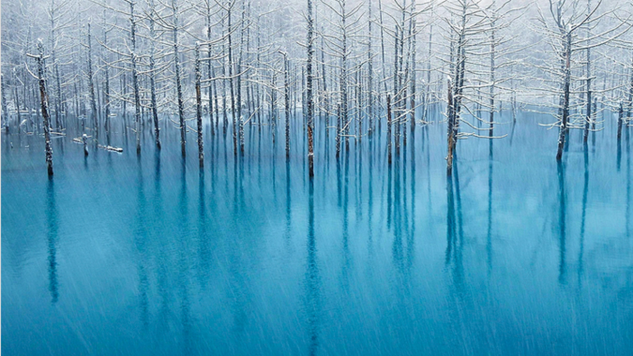 北海道 美瑛町の「青い池」がアップル社の壁紙に採用！