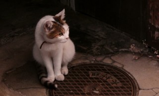 「ならまち」が「にゃらまち」に。古都・奈良のアートな猫まつり。月末まで