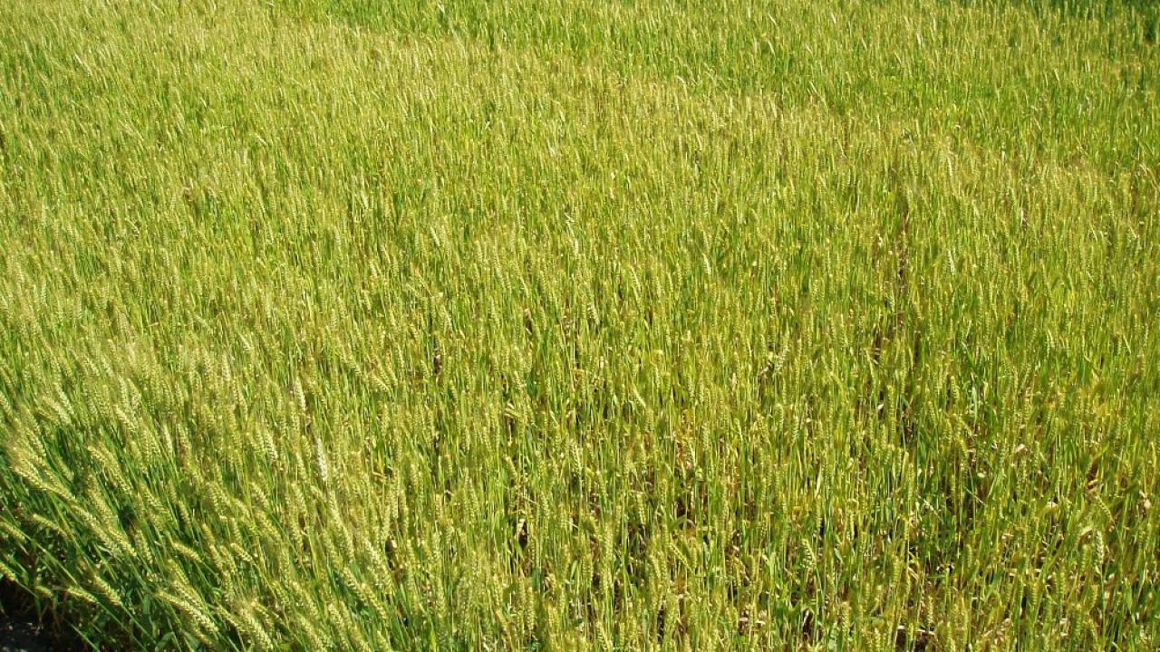 讃岐うどん専用小麦「さぬきの夢2000」、最後の収穫を終える