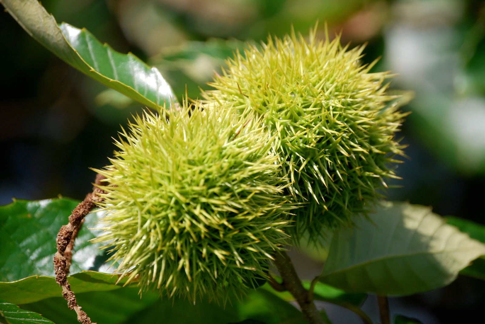 茨城は栗の生産が日本一！ エンターテイメント Japaaan