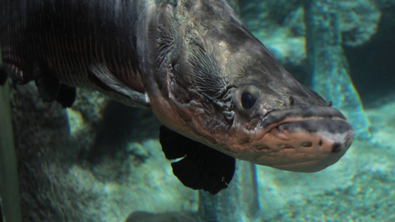 アマゾン川の巨大魚・ピラルクー、和食化成功