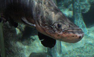 アマゾン川の巨大魚・ピラルクー、和食化成功