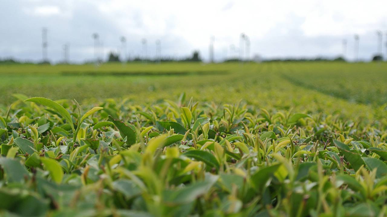 静岡のお茶畑が世界農​業遺産に！