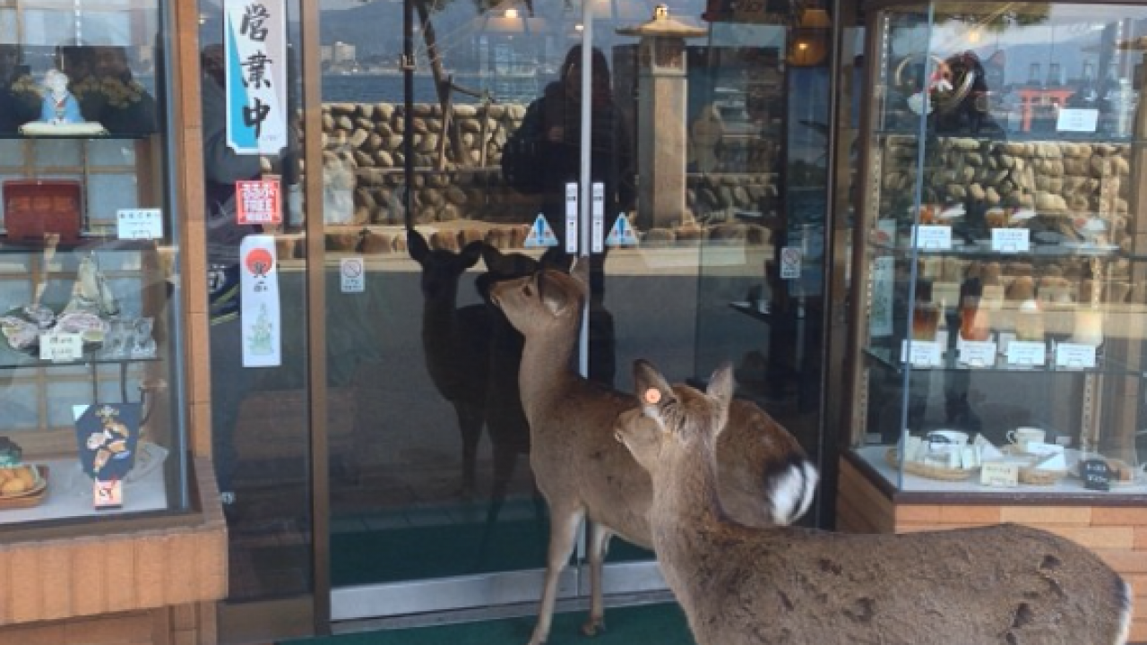 宮島の鹿ってこんなズカズカきちゃうんですね