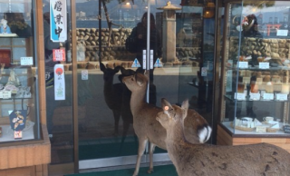 宮島の鹿ってこんなズカズカきちゃうんですね