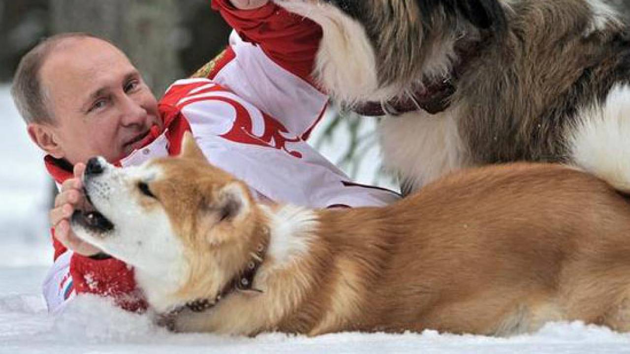 ロシアに贈った秋田犬、プーチン大統領いわく「時々噛む」らしい
