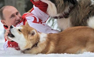 ロシアに贈った秋田犬、プーチン大統領いわく「時々噛む」らしい
