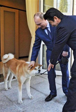 ロシアに贈った秋田犬 プーチン大統領いわく 時々噛む らしい ライフスタイル Japaaan