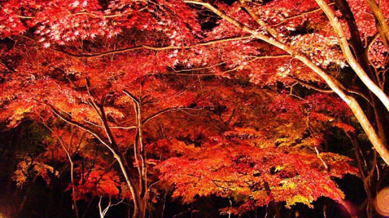 紅葉楽しむ2014年秋に行きたい！人気急上昇の旅行先ランキング