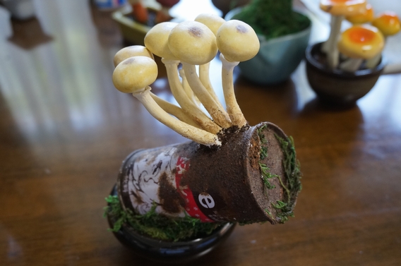 kinoko-bonsai008