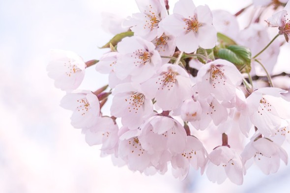 お花見の風景を変える 桜の花びら型レジャーシートで被災地支援プロジェクトが支援募集中 和雑貨 歴史 文化 Japaaan