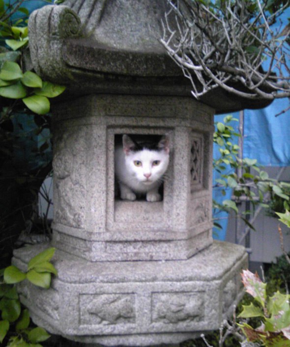 完全に猫神様！神社に鎮座する荘厳なる猫ちゃんたちの神々しさよ！ | ライフスタイル - Japaaan