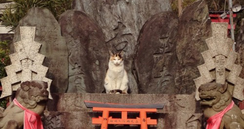 完全に猫神様 神社に鎮座する荘厳なる猫ちゃんたちの神々しさよ ガジェット通信 Getnews