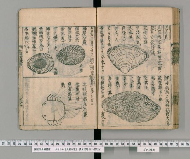 ゆるすぎる 江戸時代の古文書に描かれたカブトガニが超絶ゆるキャラ 歴史 文化 Japaaan