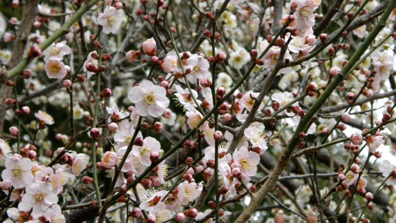 多くの梅が咲きほこる！梅酒も美味しい京都の梅の名所「梅宮大社」