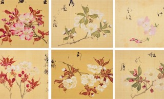桜満開の季節にぴったり！29種もの桜を写生した江戸時代の絵師 坂本浩然による「桜花譜」