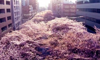 この景色、圧巻！桜咲き誇る目黒川を上空からドローンで撮影した映像がステキ