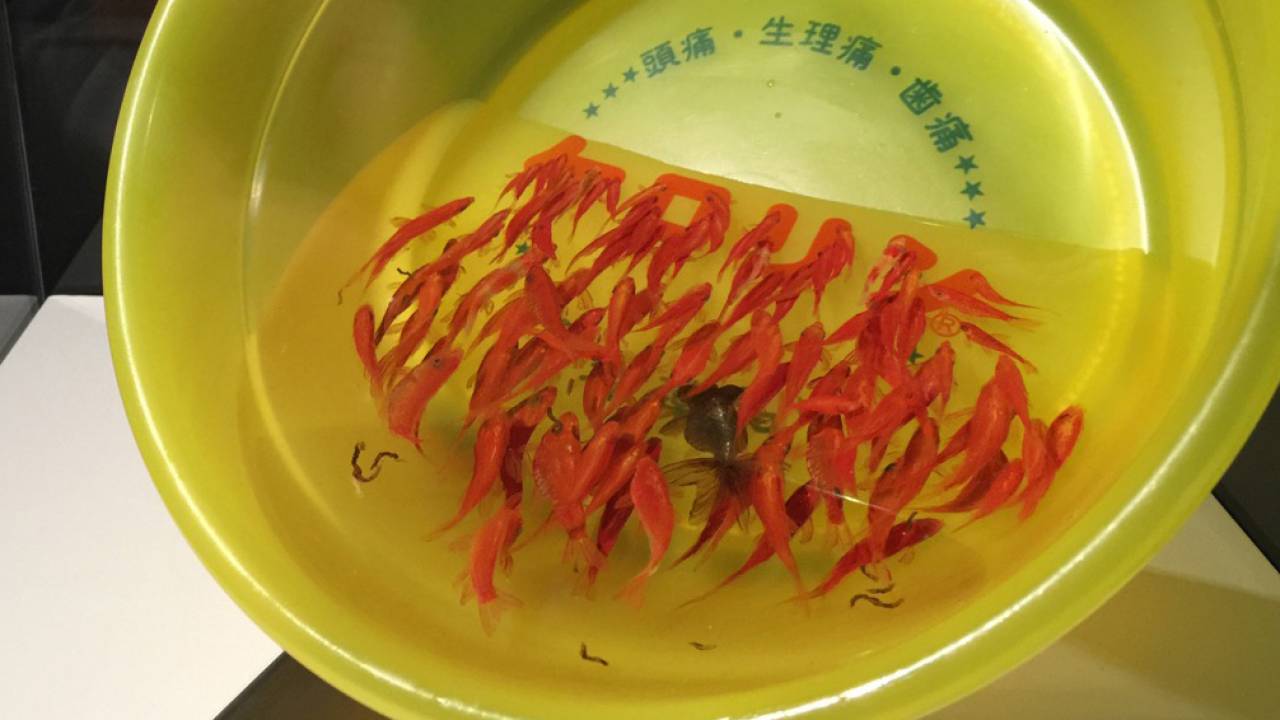 そこに金魚が生きている！金魚絵師・深堀隆介さんの展覧会「金魚養画場〜鱗の向こう側〜」に行ってきました