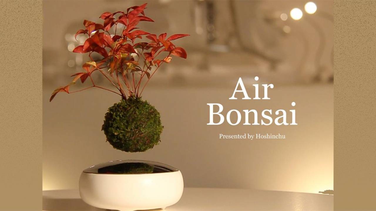これはまるで魔法！空中浮遊する盆栽「Air Bonsai」がいよいよオンラインストアで販売スタート