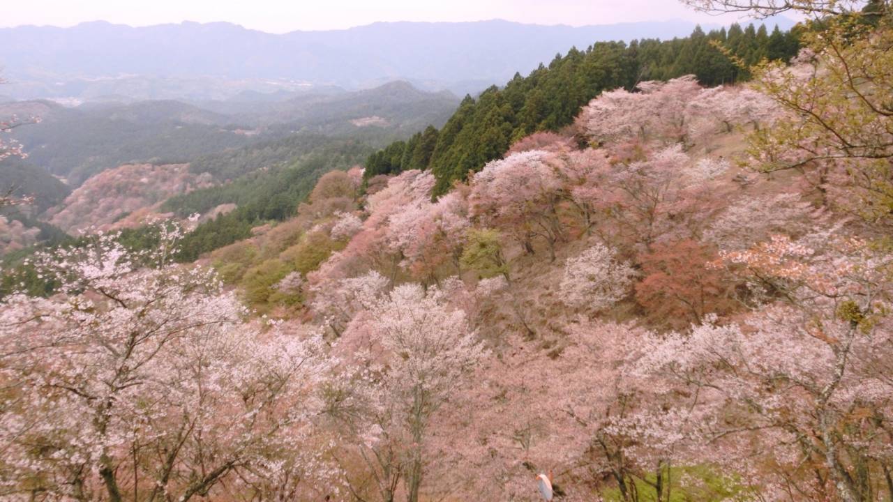 もうすぐ桜開花♪お花見の季節到来！桜の本数が多い名所ベスト3を紹介