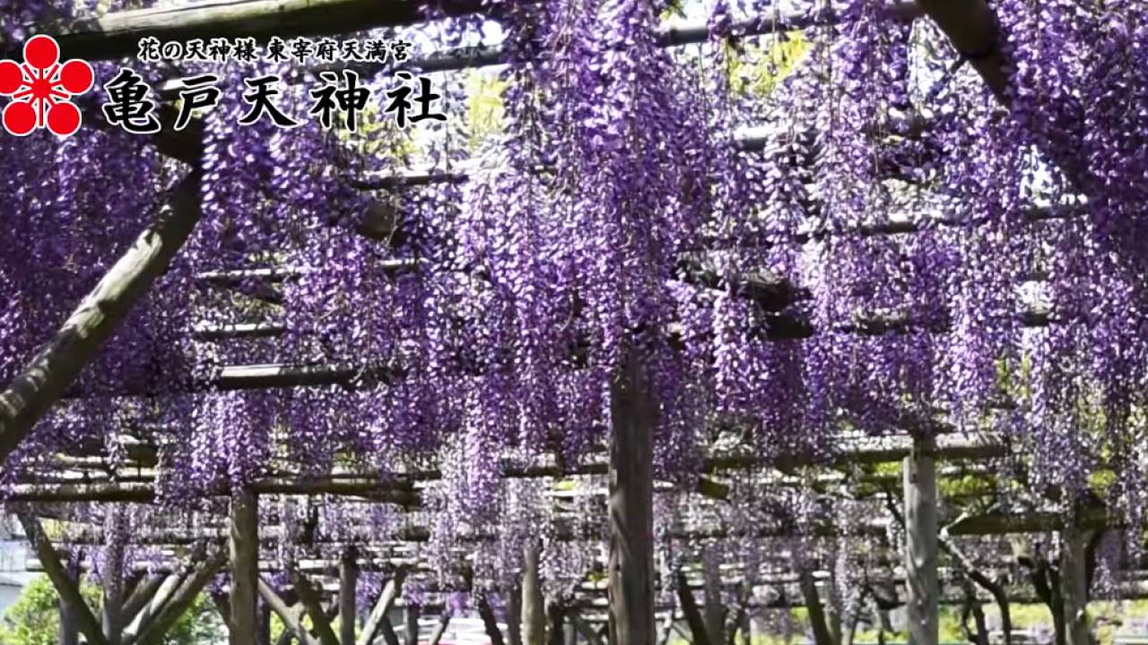 まるで薄紫のカーテン！藤の花の季節が到来、都内の藤の名所「亀戸天神社」