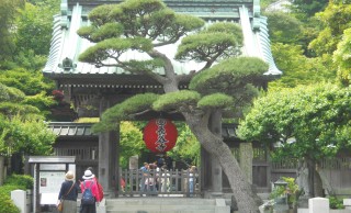 紫陽花だけじゃない♪仏像や美しい草木、極楽浄土とも呼ばれる鎌倉・長谷寺の見どころを紹介