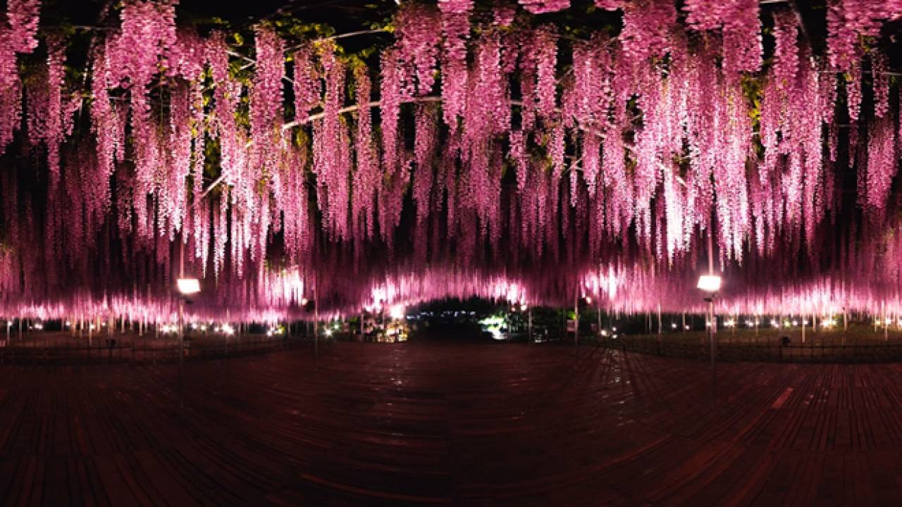 まるで夢の中みたい！栃木が誇る「世界が認めた藤の花」の360度VR動画が公開