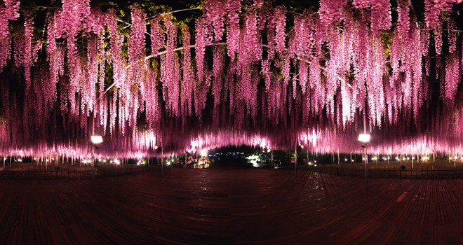 まるで夢の中みたい 栃木が誇る 世界が認めた藤の花 の360度vr動画が公開 栃木県 エンターテイメント 観光 地域 Japaaan