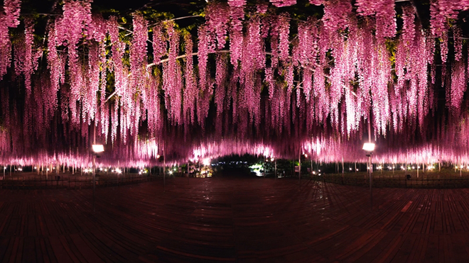 まるで夢の中みたい 栃木が誇る 世界が認めた藤の花 の360度vr動画が公開 栃木県 エンターテイメント 観光 地域 Japaaan