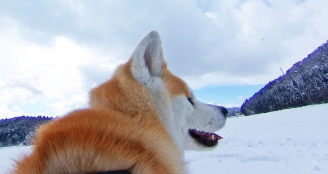 犬のお散歩感覚で 秋田犬の目線でストリートビューが楽しめる ドッグビュー 秋田県 観光 地域 Japaaan