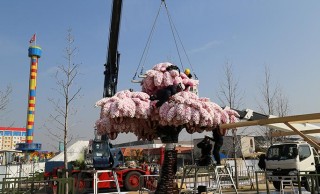 使ったレゴ80万個超！圧巻、世界最大のレゴでできた桜の木の制作の様子を動画で！