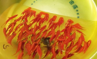 これ描いてるんです！金魚の神秘性に魅了された金魚絵師・深堀隆介の個展が開催