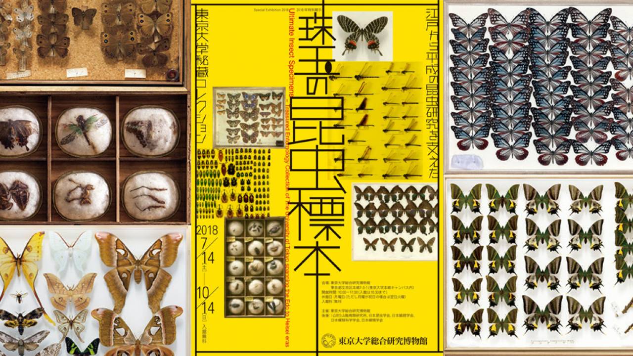 【無料】江戸時代の昆虫も！日本最古の超貴重な標本を含む５万点もの昆虫標本を一堂に展示「珠玉の昆虫標本 」開催
