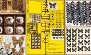 【無料】江戸時代の昆虫も！日本最古の超貴重な標本を含む５万点もの昆虫標本を一堂に展示「珠玉の昆虫標本 」開催