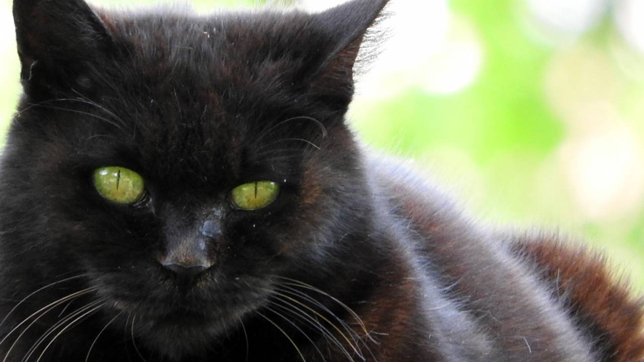 名前はまだ無い…夏目漱石「吾輩は猫である」のモデルの猫は本当に名無しだった