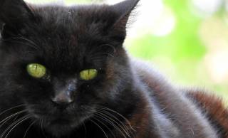 名前はまだ無い…夏目漱石「吾輩は猫である」のモデルの猫は本当に名無しだった