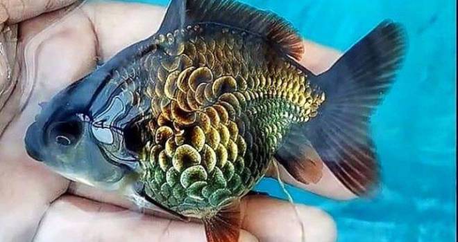 生きる芸術作品 まるで浮世絵に描かれたかのような美しい鱗の金魚が話題に アート Japaaan 金魚