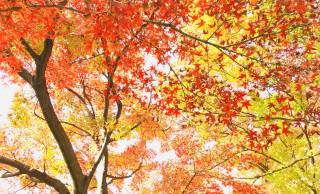 今が見ごろ！名勝・小石川植物園の大銀杏の紅葉を楽しみながら歴史を感じよう