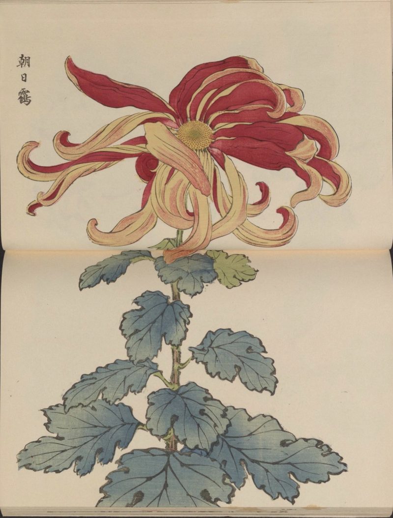 繊細で美しい!日本の国花「菊」の様々な品種を描いた明治時代の木版画「契花百菊」 | アート 日本画・浮世絵 - Japaaan #菊
