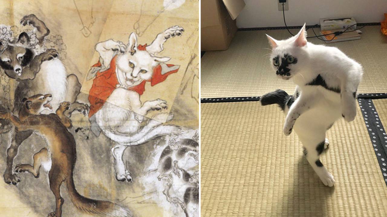 あの猫又は実在した！河鍋暁斎が描いた猫又ポーズをキメる猫ちゃんが激写される！