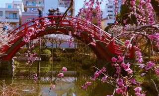 ついに満開！学問の神様・菅原道真公をお祀りする「亀戸天神社」の梅が見頃を迎えました