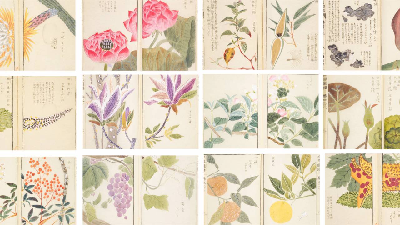 約2000種もの植物を写生！江戸時代に作られた日本で最初の植物図鑑「本草図譜」