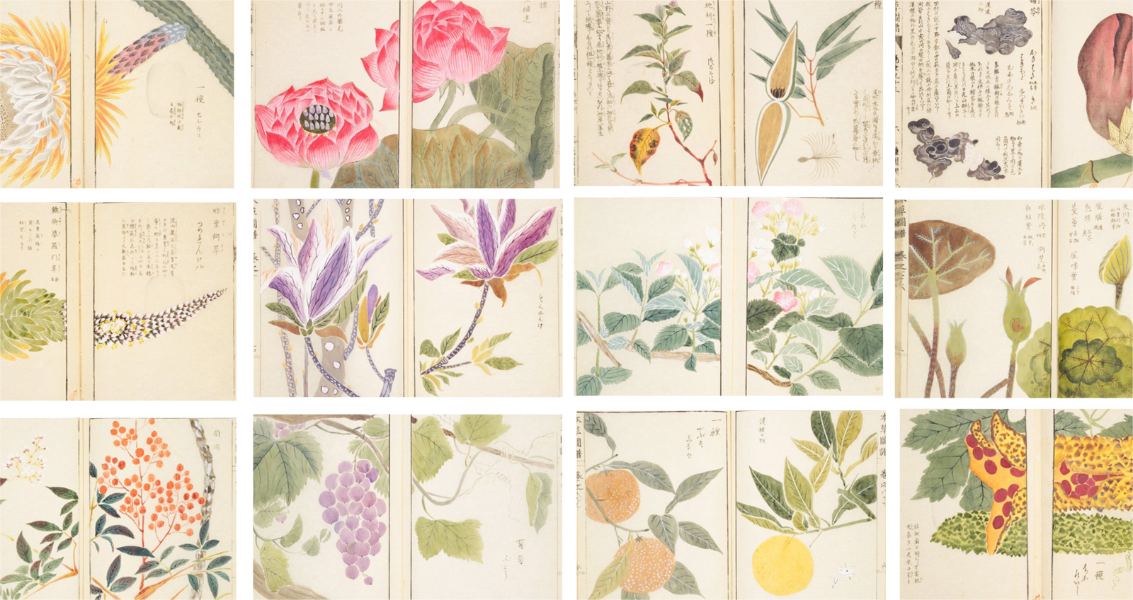 約00種もの植物を写生 江戸時代に作られた日本で最初の植物図鑑 本草図譜 アート 歴史 文化 Japaaan 植物
