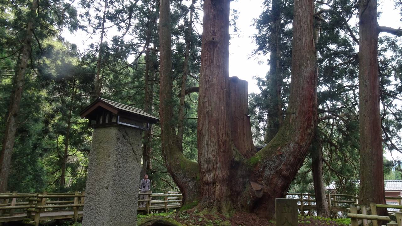 絶景の映えスポット！樹齢1400年、あの縄文杉を上回る日本一の幹の太さを誇る「将軍杉」を紹介