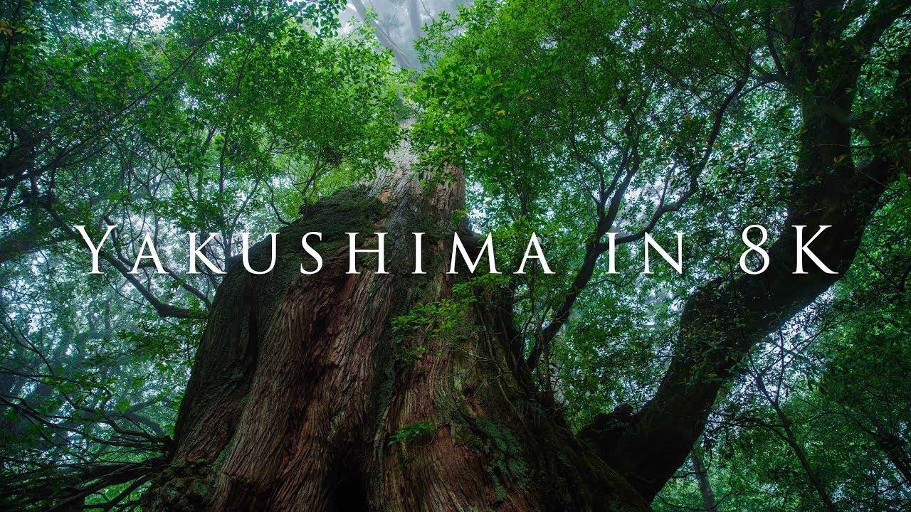 これ日本です！太古の森・屋久島を8K映像で撮影した圧巻の美麗映像「Yakushima in 8K」