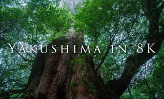 これ日本です！太古の森・屋久島を8K映像で撮影した圧巻の美麗映像「Yakushima in 8K」