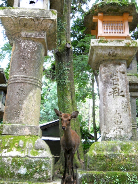 鹿のため死刑になった逸話も 奈良の鹿って誰が管理してるの あまりにも当たり前の光景で 奈良県 観光 地域 Japaaan 奈良県