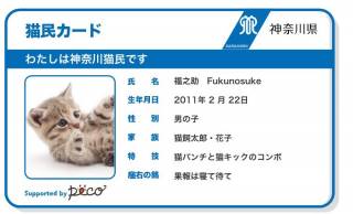 神奈川県が県内で飼育されている猫への「猫民カード」の発行を開始