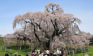 「桜の樹の下には屍体が埋まっている」という都市伝説の真相。元ネタはとある小説