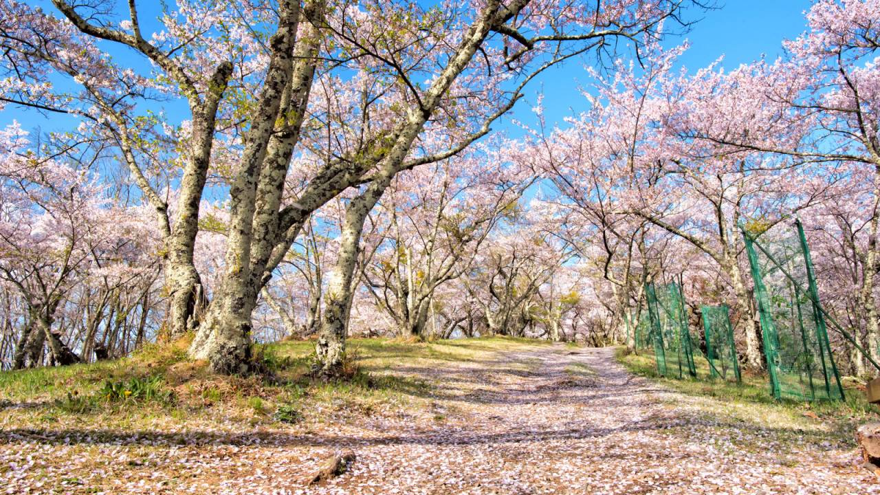 かつて日本では桜よりも梅が人気だった時代もあった ー 日本人と花見の文化２